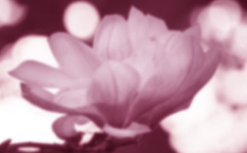 玉蘭花作文通用