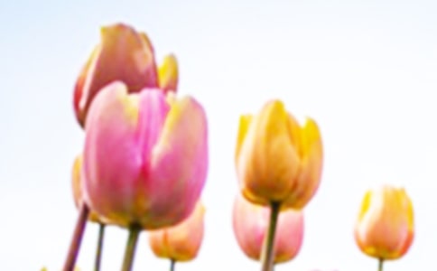 �茑����������ă�(y��u)��