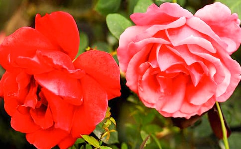 月季花優(yōu)秀作文