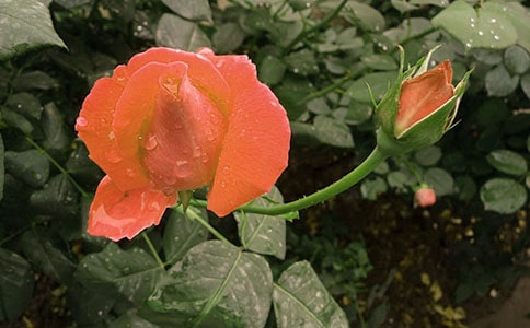 �茑(xi��)�¼����ľ���