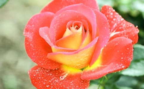 �¼������茑����