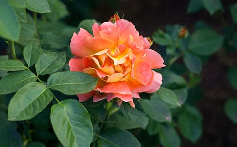 �茑�¼���������