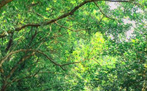 經(jīng)典生活早安心語語錄大匯總29條