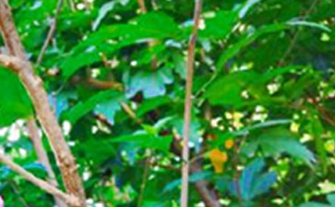 【精華】2024年生活早安心語語錄集錦33條