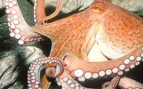 美術(shù)章魚(yú)小班教案