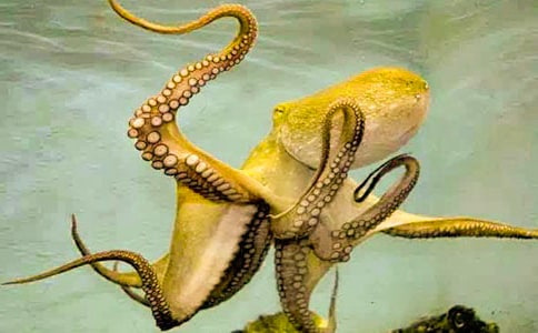 ���~���g�̰�