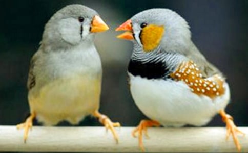 �������B(ni��o)�� 3