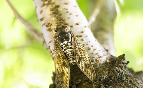 ׽֪������