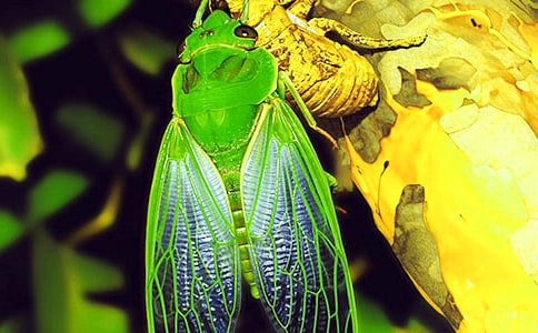 ��������֪�˵Ľ��ľ��ӣ����x190�䣩