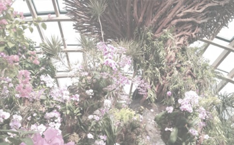 游華南植物園作文