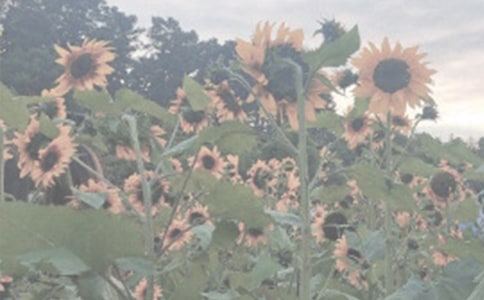 ��ֲ��@����