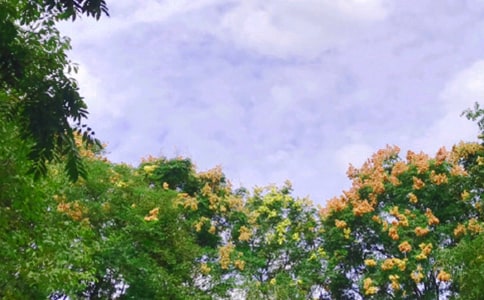 �茑�������