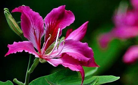 紫荊花的作文8篇