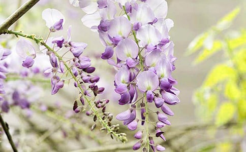 ����Ʒ�����ٻ�����7ƪ