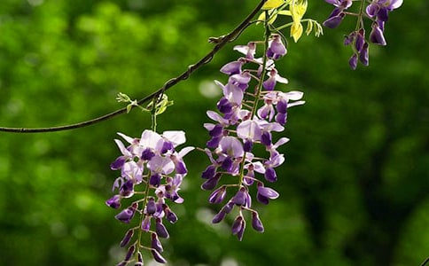 �茑���ٻ��ľ���