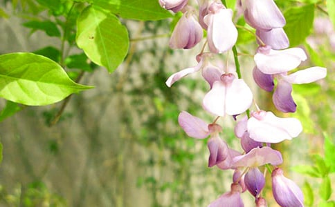 ���꼉���ٻ�����