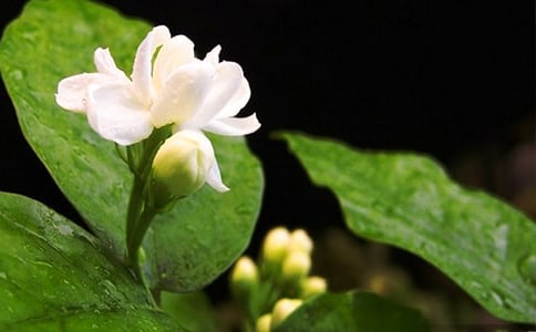 �茑���򻨵ă�(y��u)�����ģ�ͨ��83ƪ��