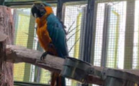 鸚鵡優(yōu)秀作文4篇