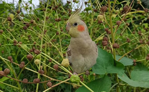 �ɐ۵�С�W�^��(y��u)������