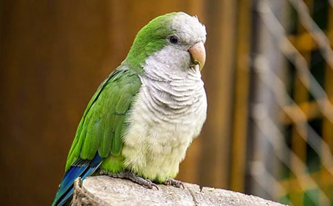 �ɐ�(��i)���W�^����15ƪ