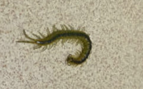 С��򼴩Ь����