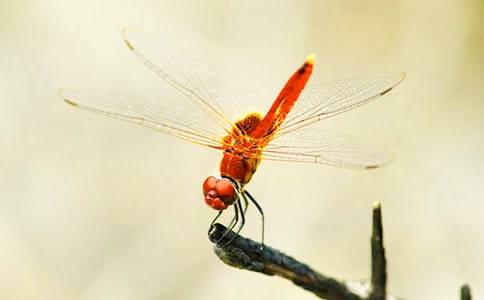 ׽�������ĺϼ�[15ƪ]