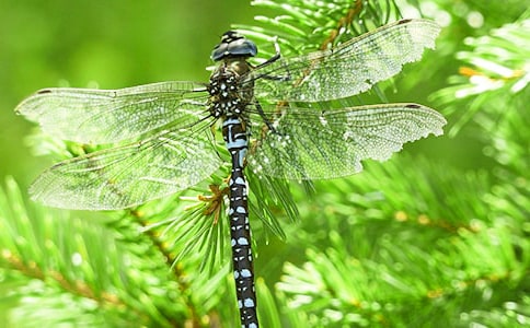 �а����g�����ѡ��̰�