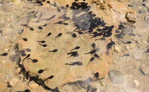 ��С�������