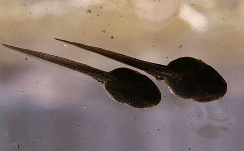 ��С��򽡱�ҋ�������