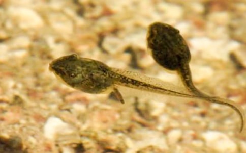 ���ϼ���С�������15ƪ