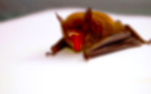 蝙蝠的自述作文集錦(11篇)