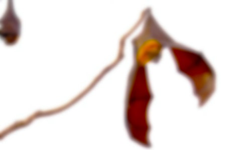 ��������_�̌W�OӋ��ͨ��13ƪ��