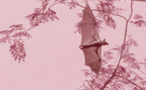 �������������12ƪ