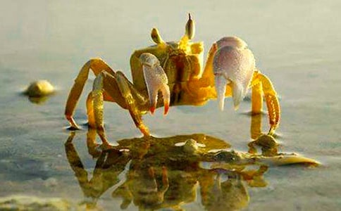 【集合】捉螃蟹作文