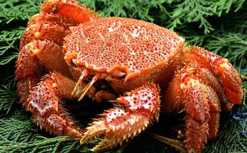 捉螃蟹作文(集合15篇)