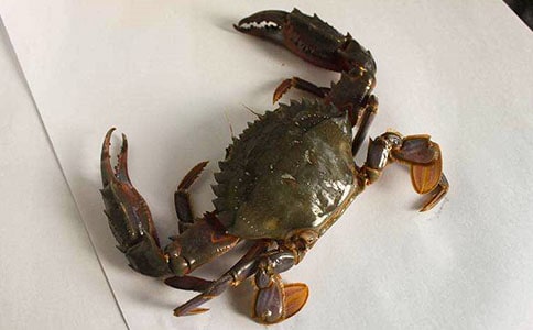 抓螃蟹作文【熱】