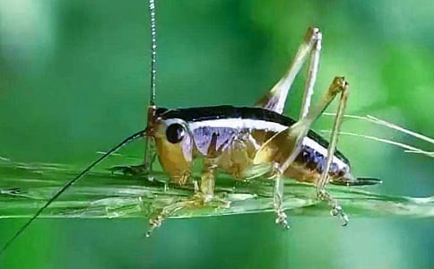 ׽������(15ƪ)