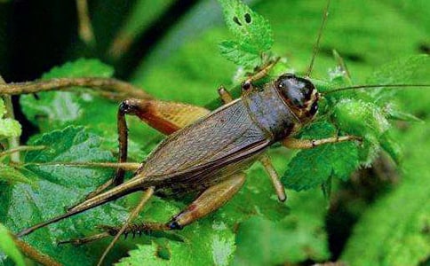 ������ĺϼ�(15ƪ)