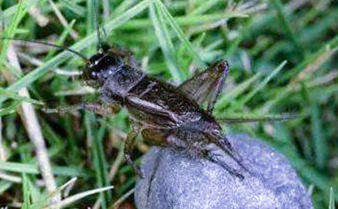 ׽������