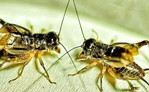 ׽������15ƪ