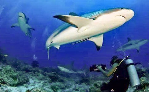 �茑���~�ľ���