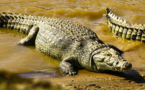 �{�~���Ҵ���(y��u)������