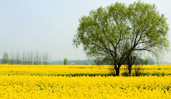 【必備】春游作文600字3篇